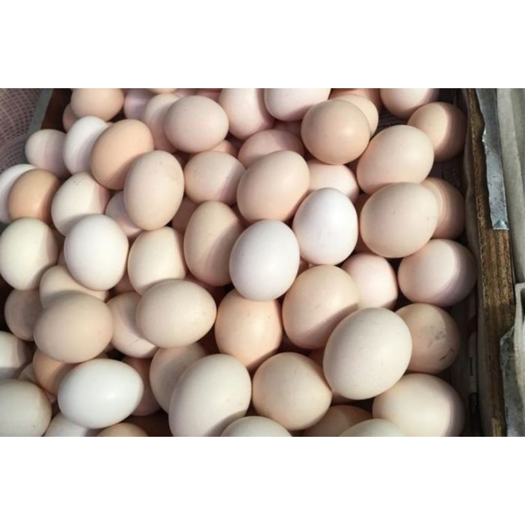 

Telur ayam kampung per butir