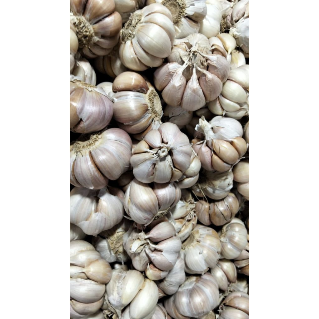 

bawang putih 1 kg murah