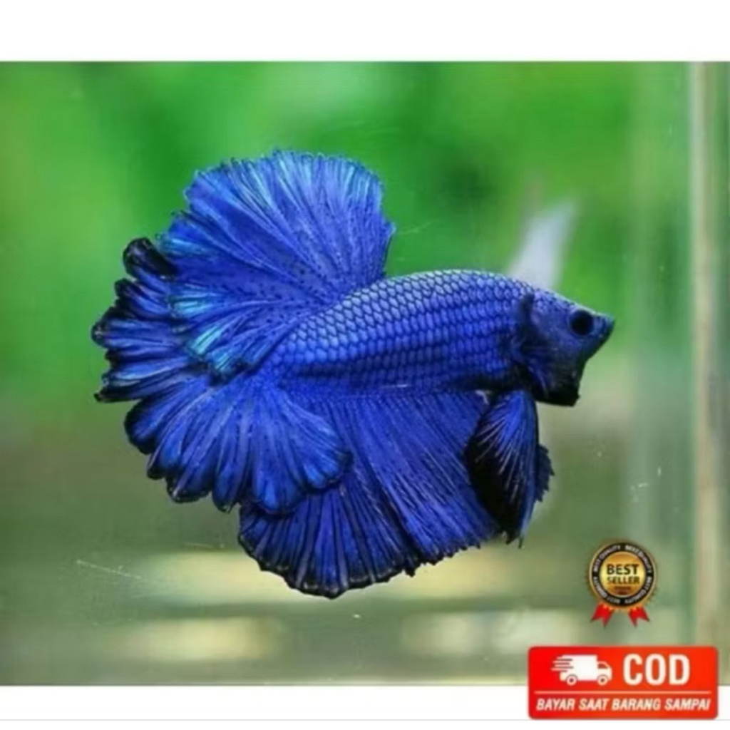 CUPANG HALFMOON BLUE SOLID