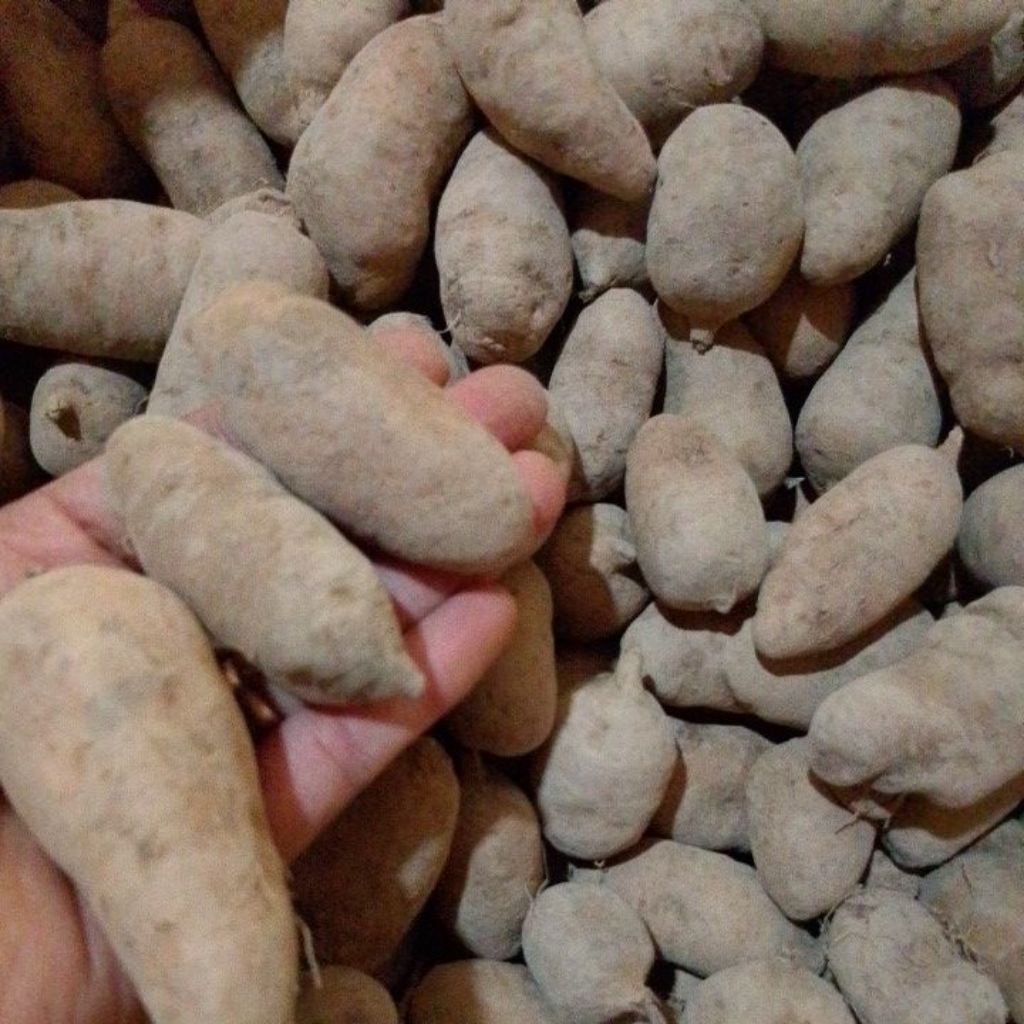 

PROMO gembili ukuran kecil/BENIH gembili