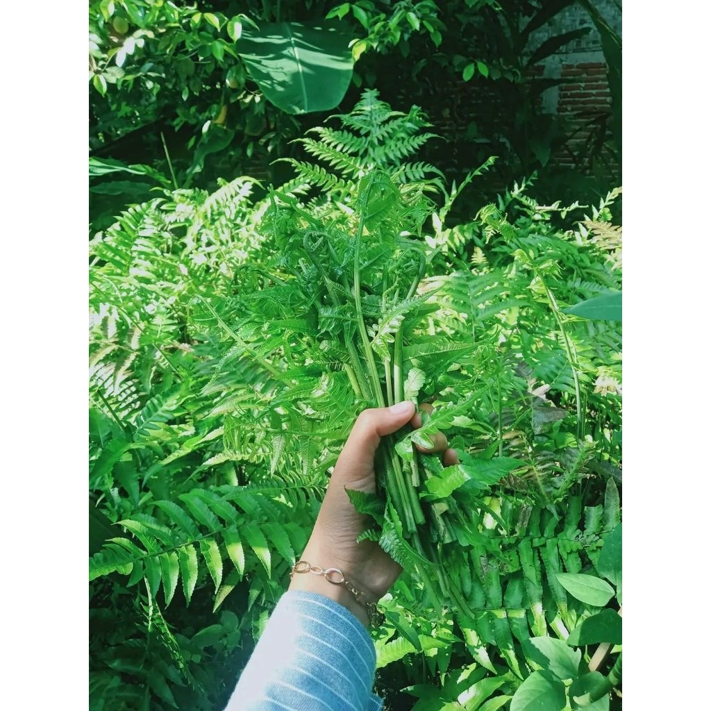 

PAKIS SAYUR 1000 GRAM FRSH MUDA ENAK PAKIS