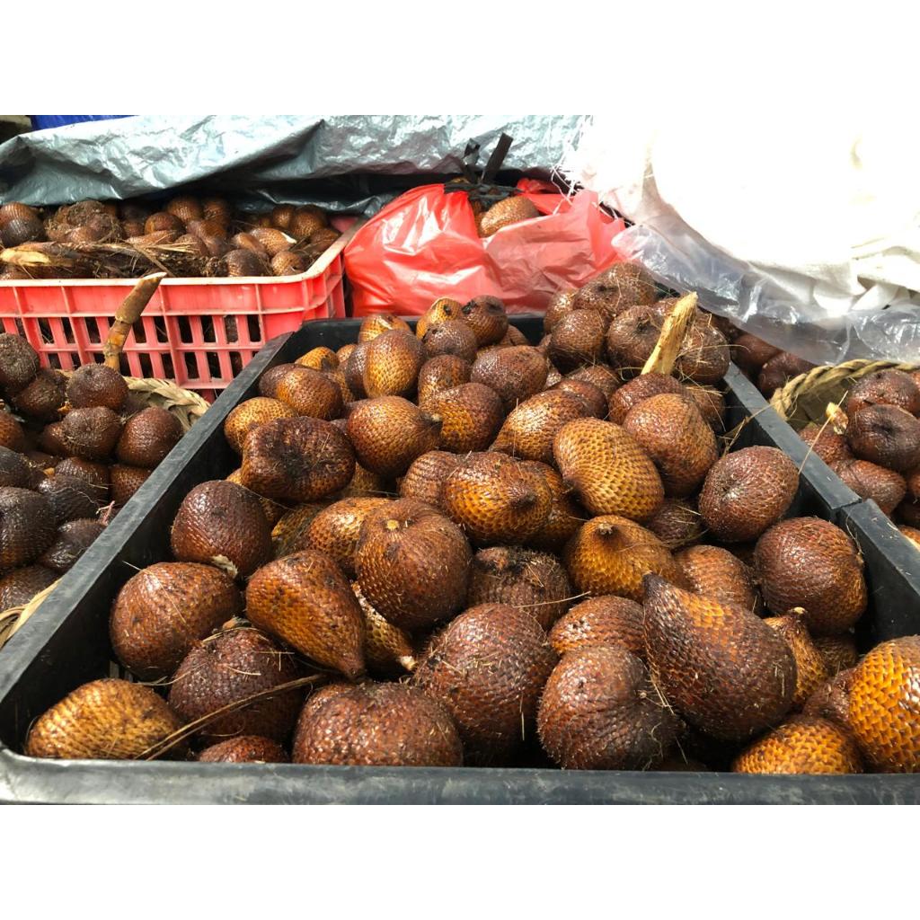 

Salak Gula Bali – Manis, Renyah, dan Segar Alami 13KG