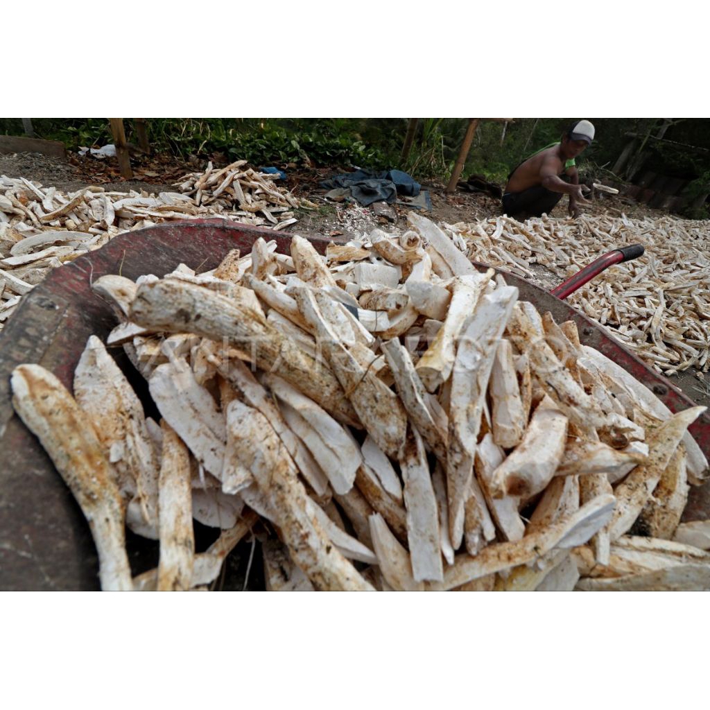 

gaplek telo 1kg ubi singkong kering