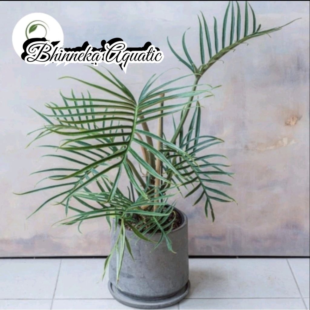 Philodendron Tortum Philo Pilo Tanaman Hias Murah Ekonomis