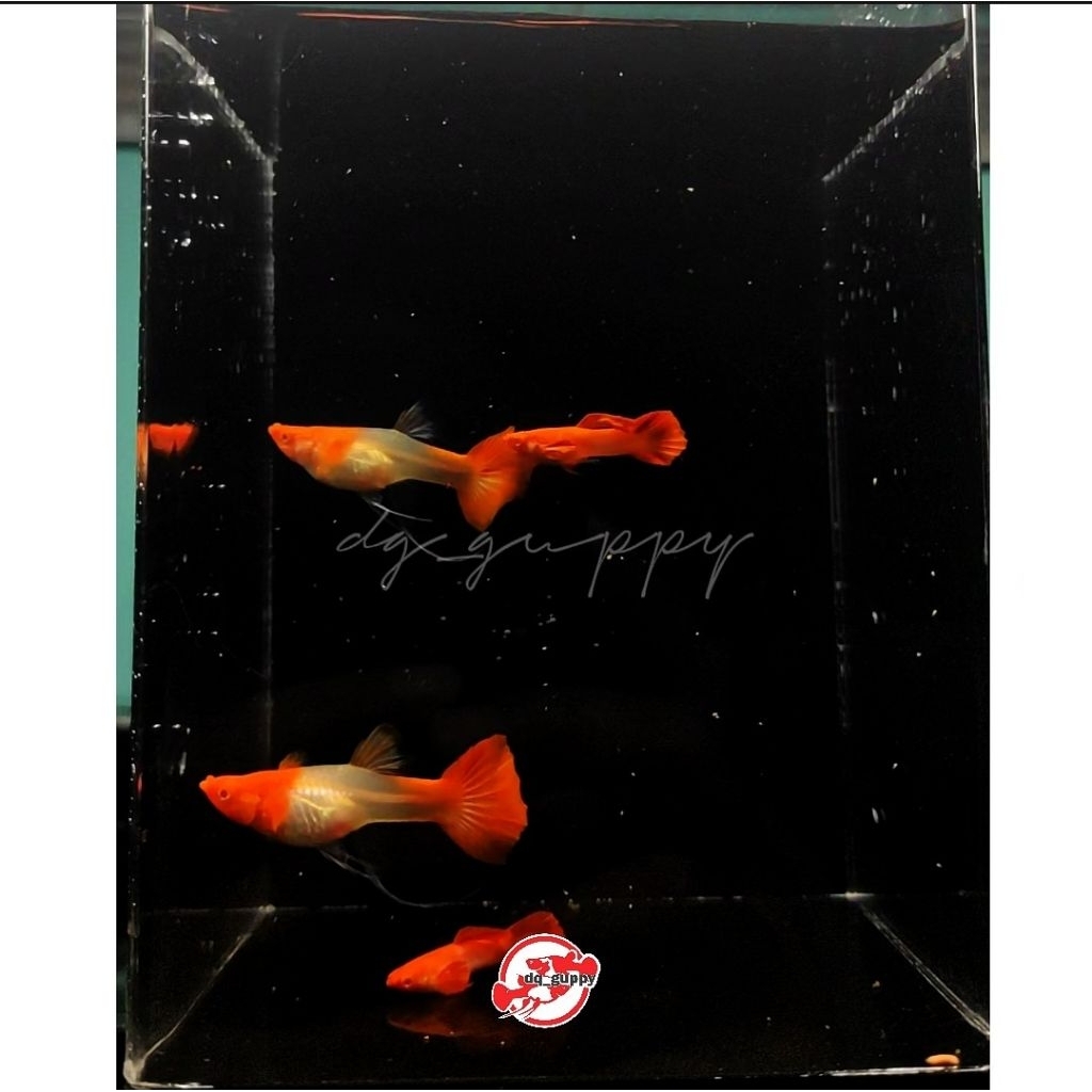 

hiasan aqaurium Albinoo Koii Red Ear Ribbon