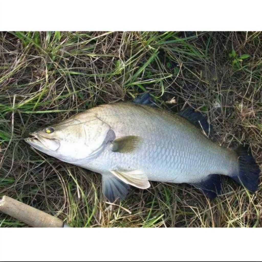 ikan kakap putih, cukil, baramundi fresh