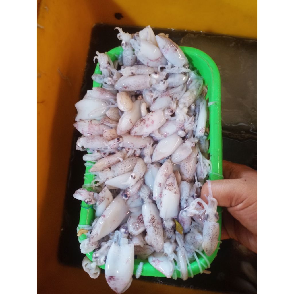 

Beby Cumi Fresh 1kg