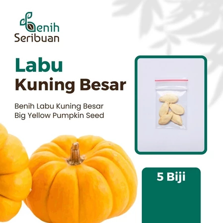 Benih Seribuan - 5 Benih Buah Labu Kuning Besar Waluh Unggul