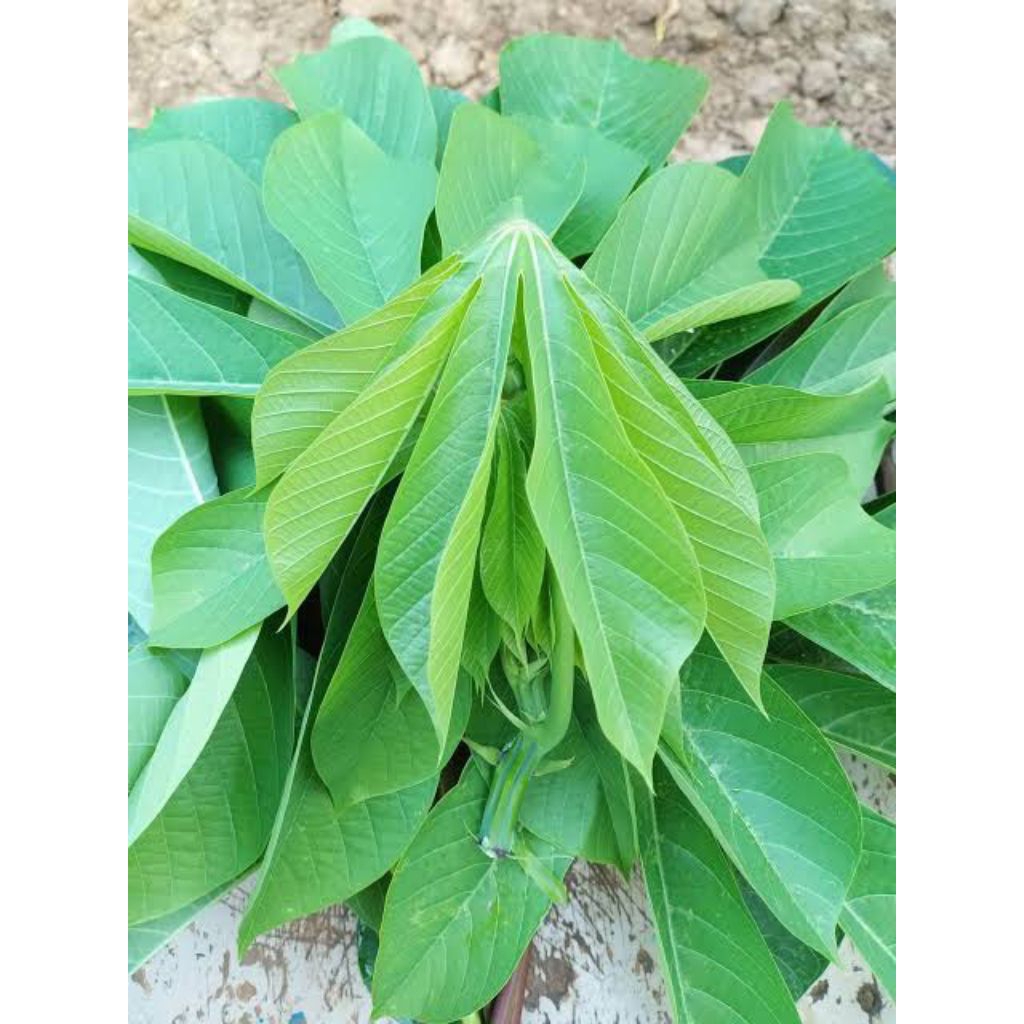 

Daun singkong Muda (pucuk daun singkong)