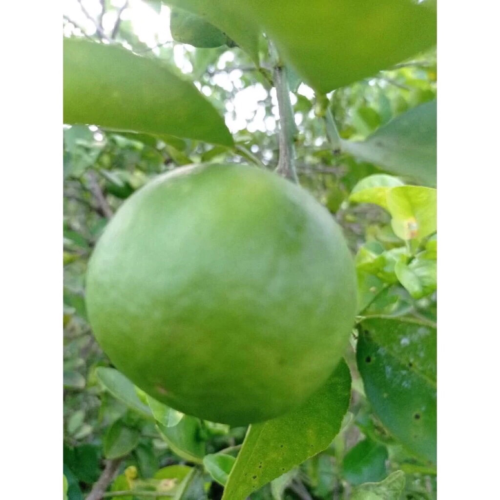 

Jeruk Nipis Segar - 2 Biji