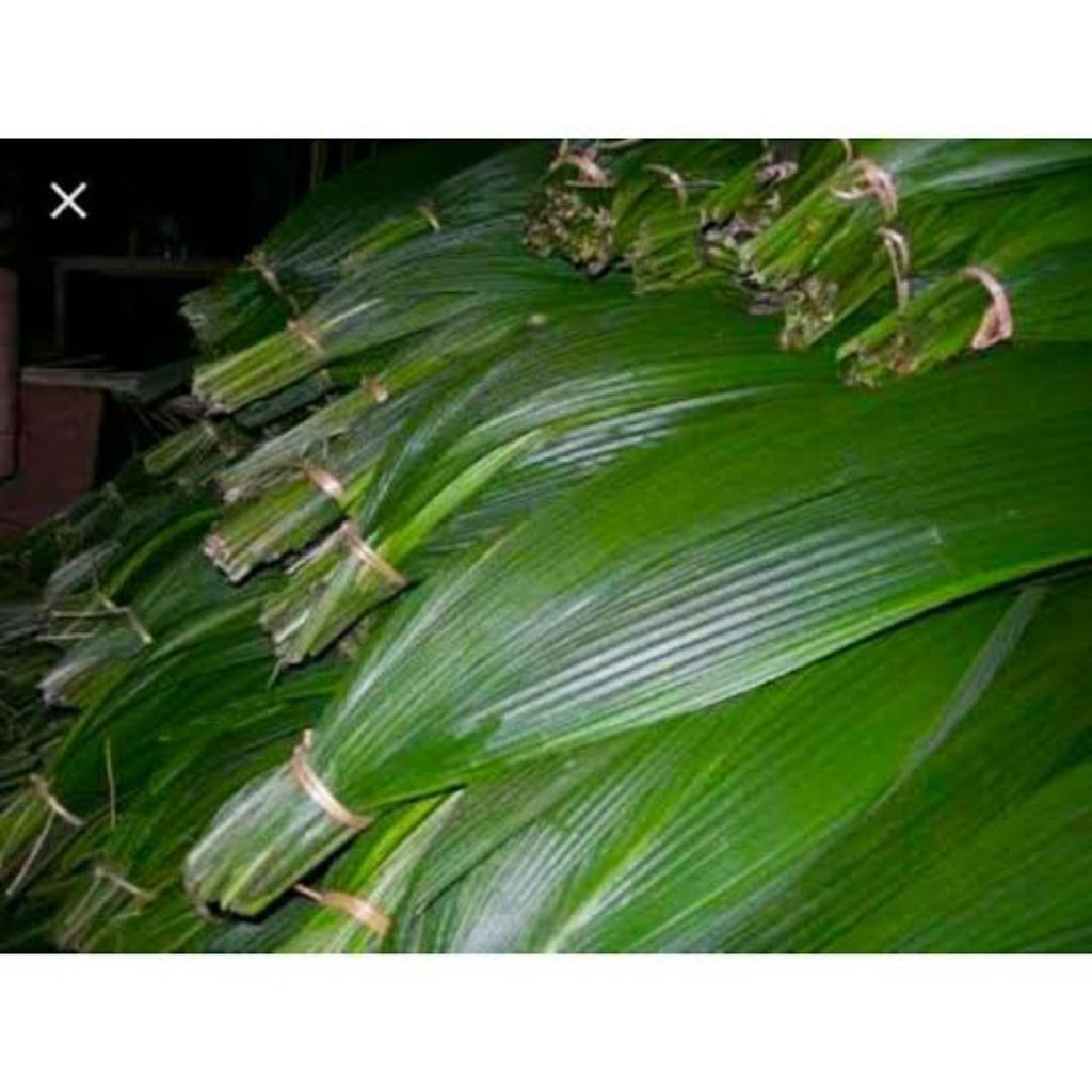 

Bahan bungkus bacang/ bakcang 25 lembar daun curculigo/marasi/congkok sega/ kualitas terbaik