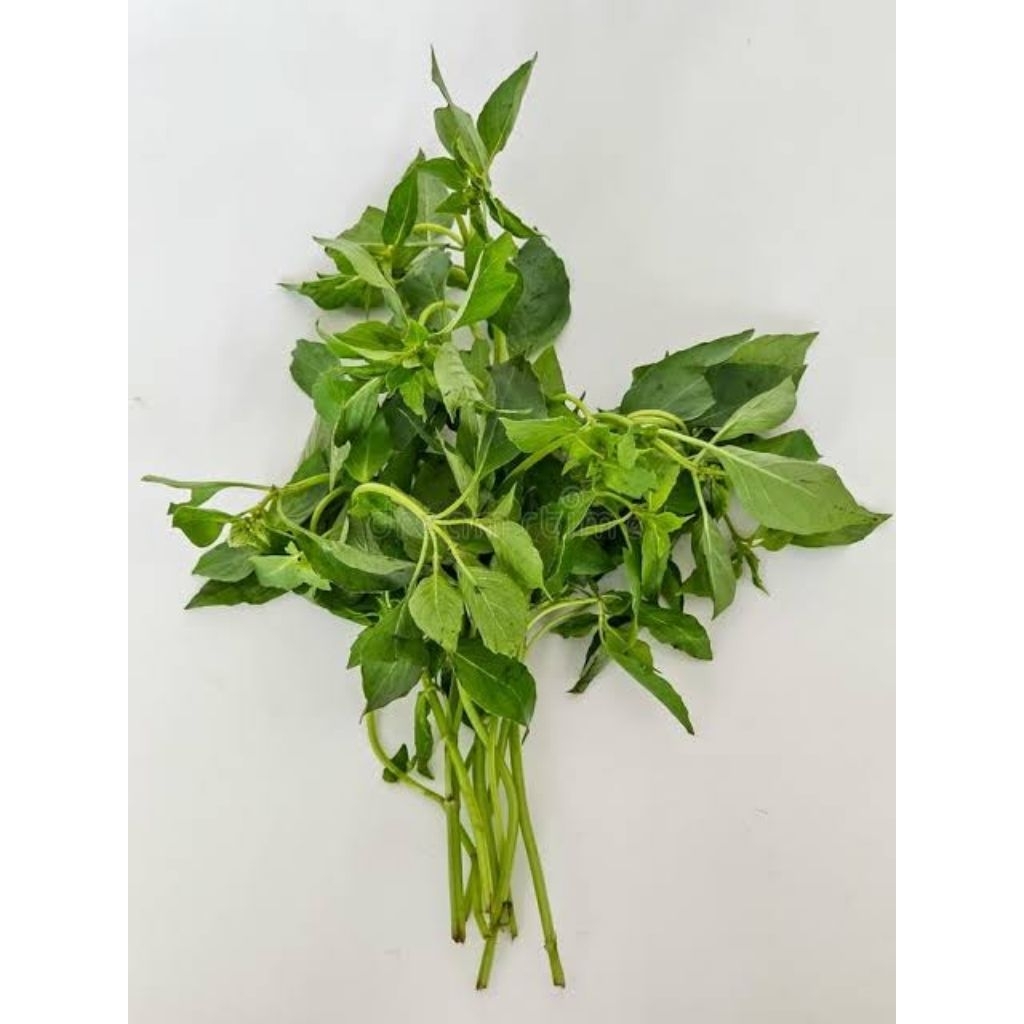 

DAUN KEMANGI SEGAR FRESH 1