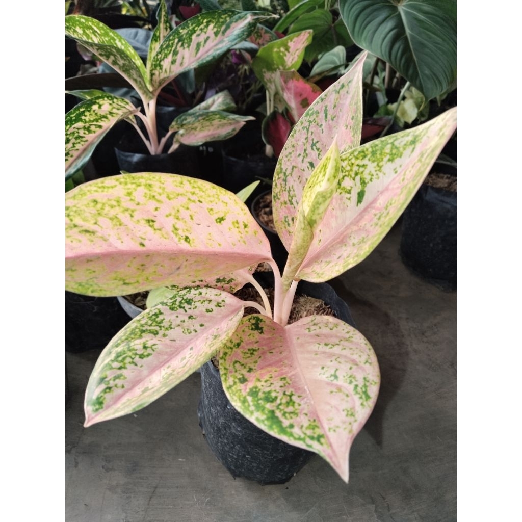 aglonema pink lady tanaman hias