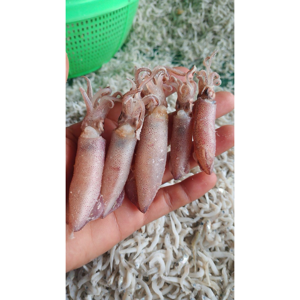 

Cumi Tawar Dewasa Kering Premium Asli Dari Medan 1Kg