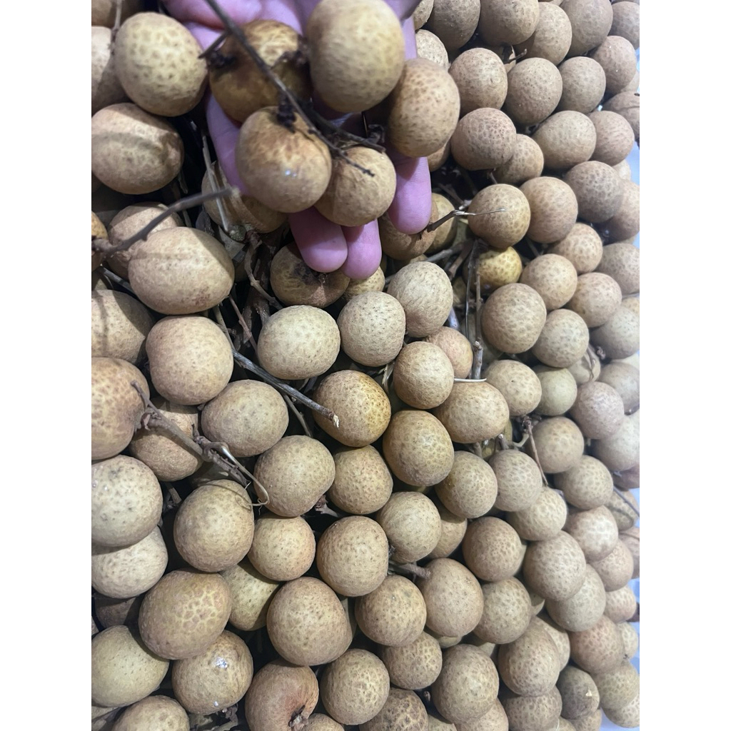 

Kelengkeng Grade Emas 1 kg manis mix jumbo