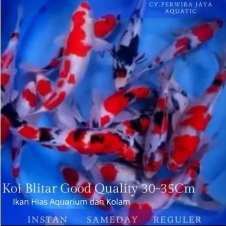 Koi Blitar Size 30-35Cm Kualitas Pilihan Terbaik Hiasan Aquarium dan Kolam