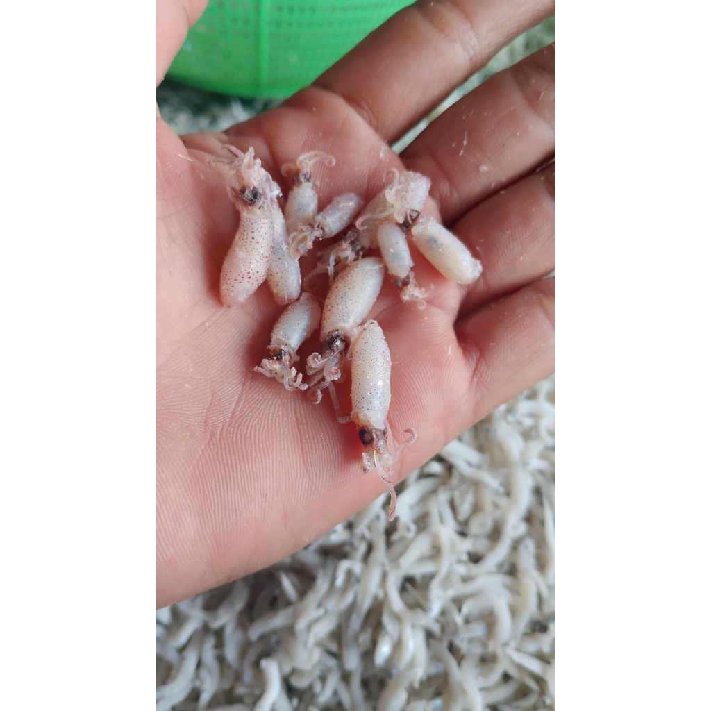 

Baby Cumi Tawar Kering Premium Asli Dari Medan 250Grm
