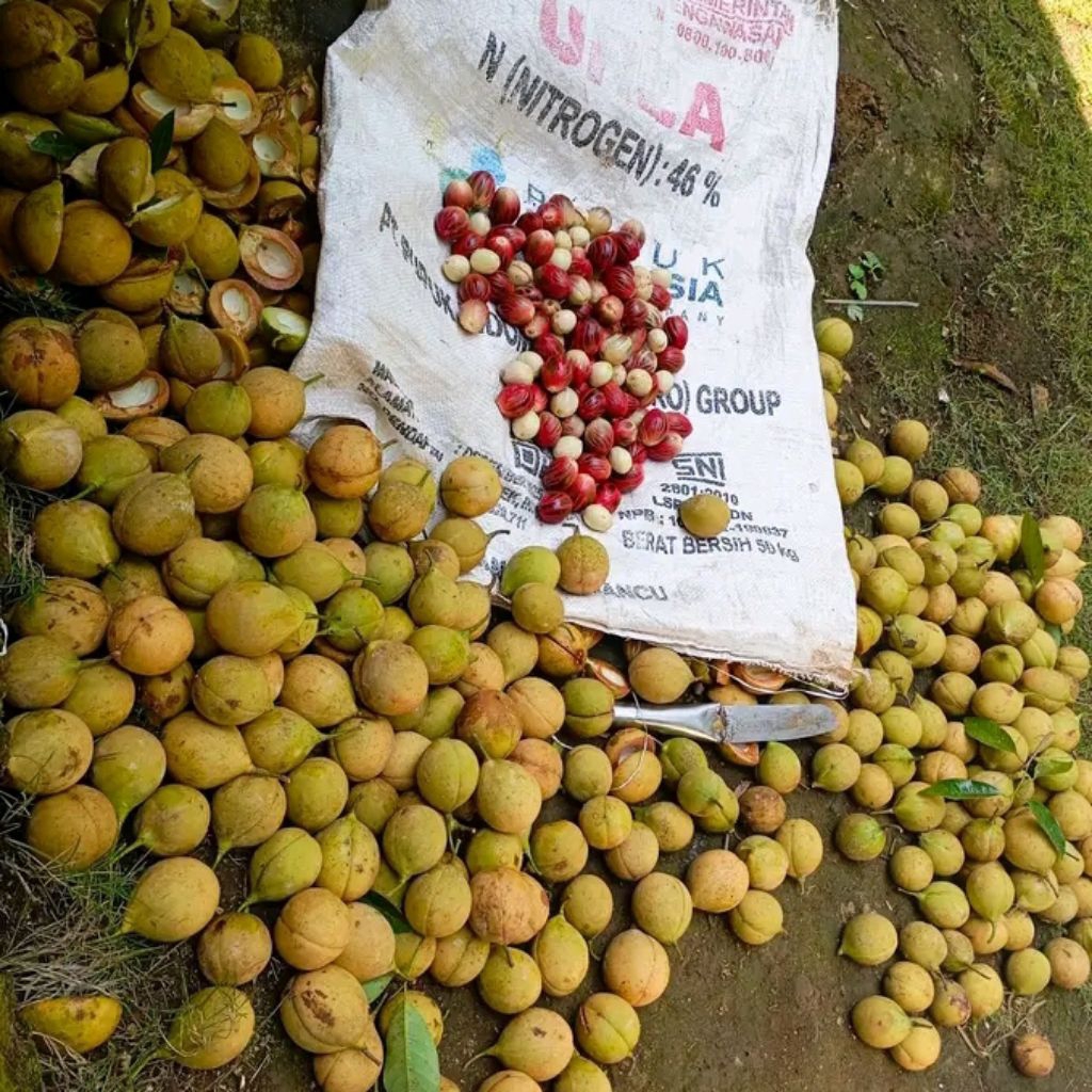 

Forcysn Buah Pala Super 1 Kg