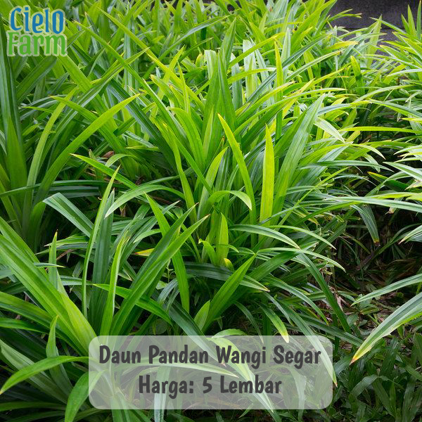 

Daun Pandan Wangi Segar 5 Lembar Petik Dadakan Cielo Farm