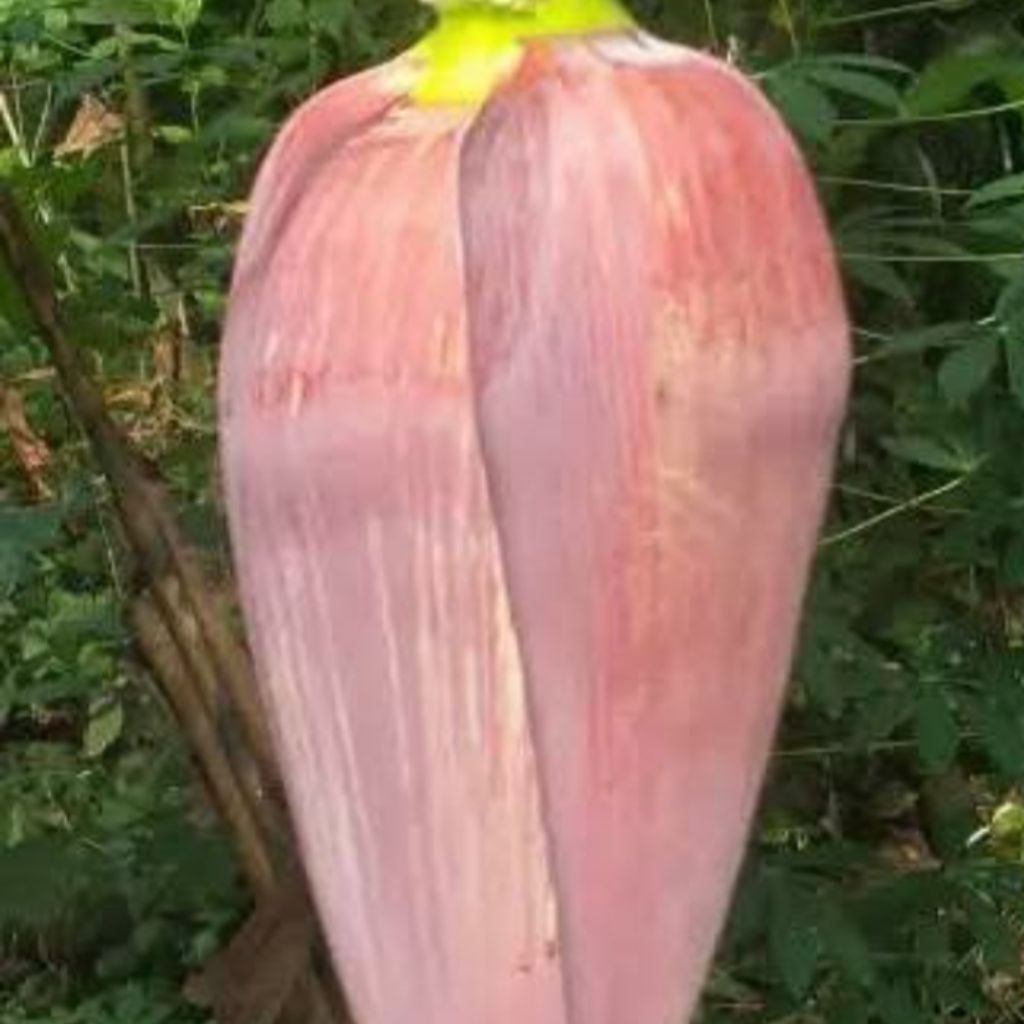 

jantung pisang putih jantung pisang sayur/tumis