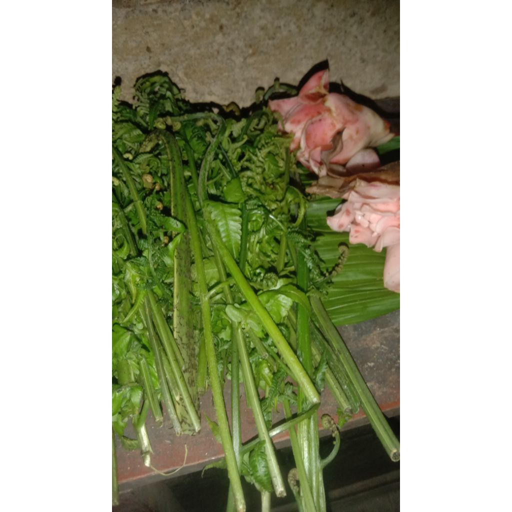 

pakis sayur segar 250g