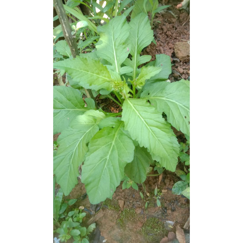 

daun sasawi segar makanan lalaban 250g