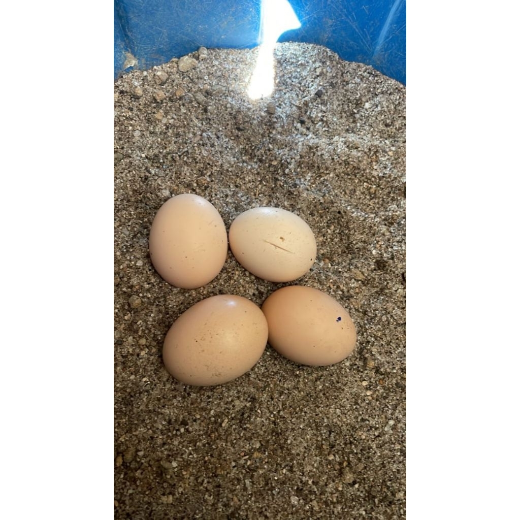 Telur Ayam MANGON FERTIL