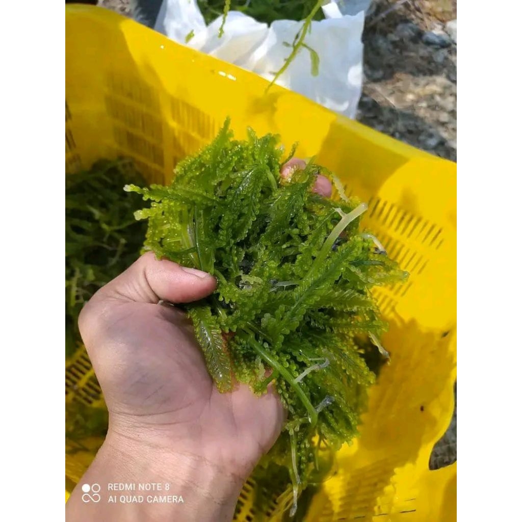 

Latoh rumputlaut #seagrape #anggurlaut