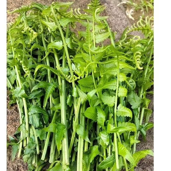 

Pasik sayur/pakis segar /sayuran hutan