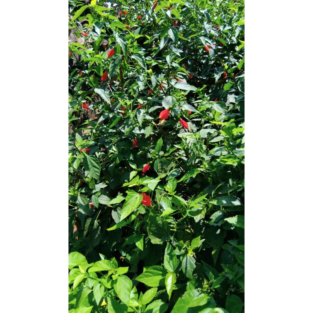 

Promo Bungga sepatu segar murah isi 10 tangkai