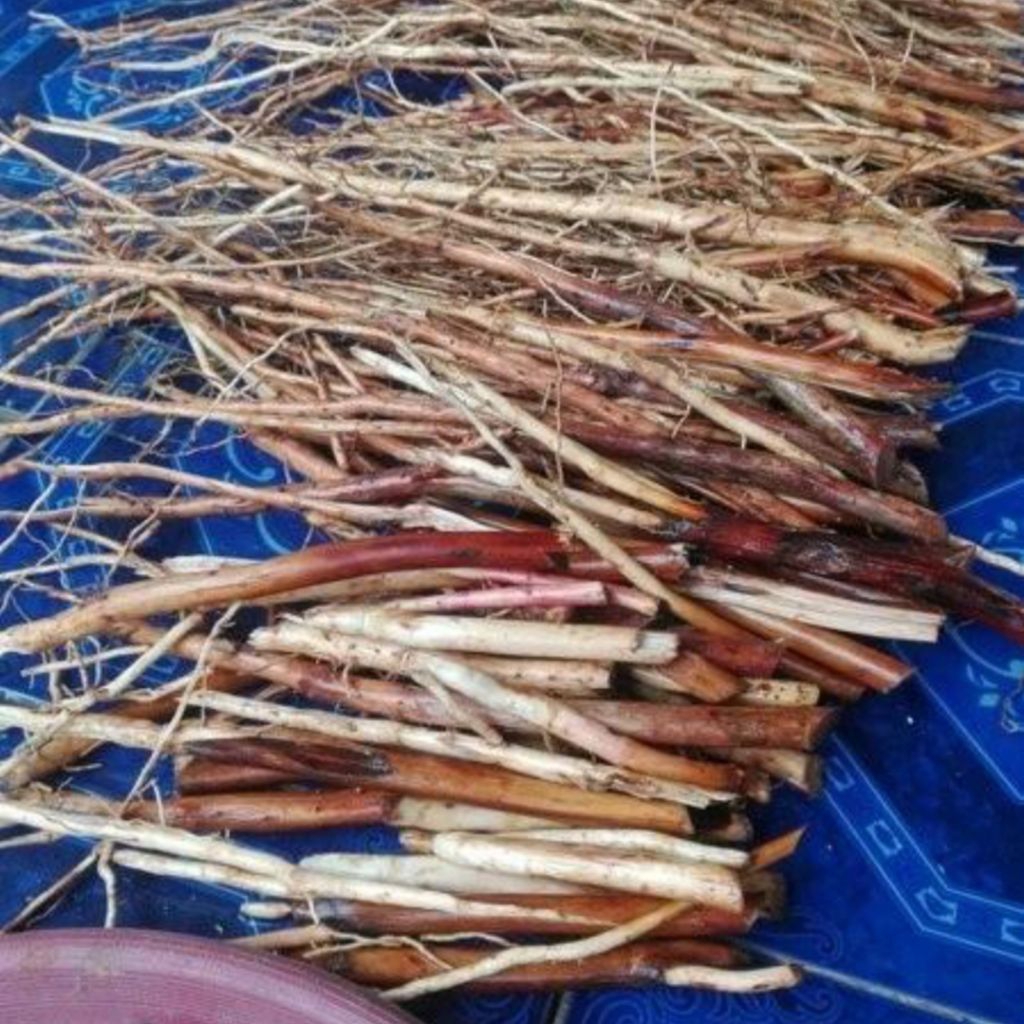 

akar pinang/ jambe segar 500 gr obat herbal alami