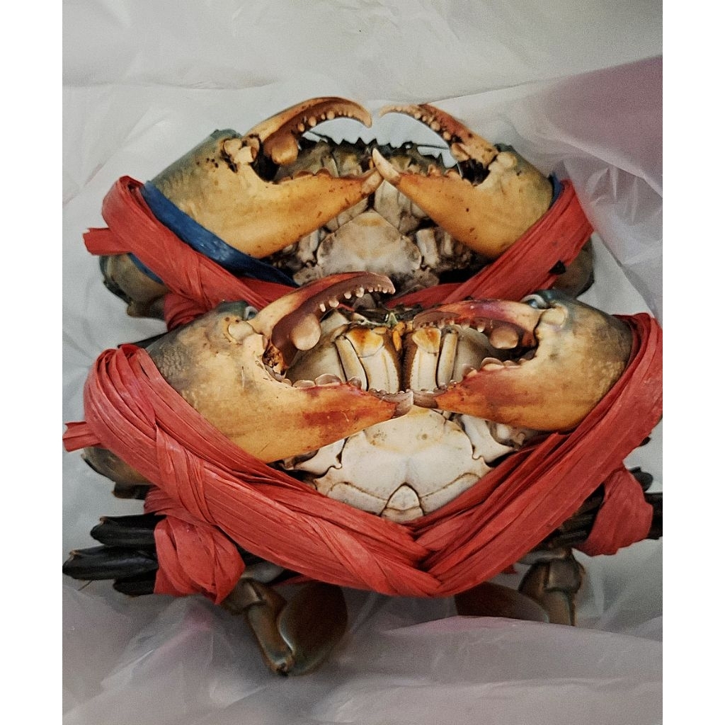 

kepiting jantan super hidup, gemuk, bisa dibersihkan