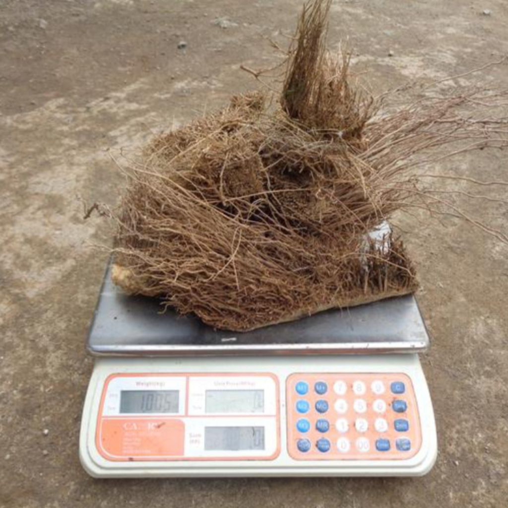 Akar bambu asli bahan pupuk organik jakaba dan pgpr isi 1kg