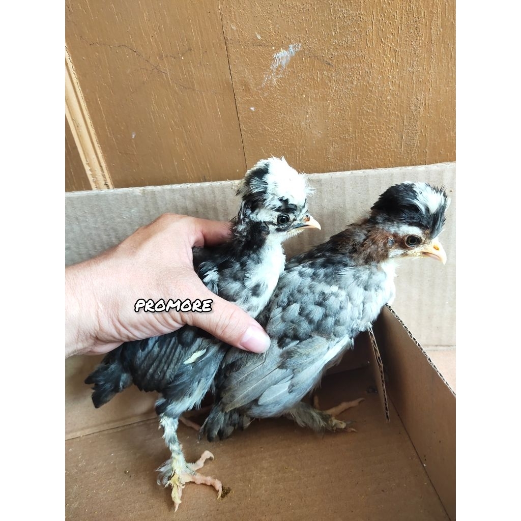 Anak Ayam hias Poland Sultan
