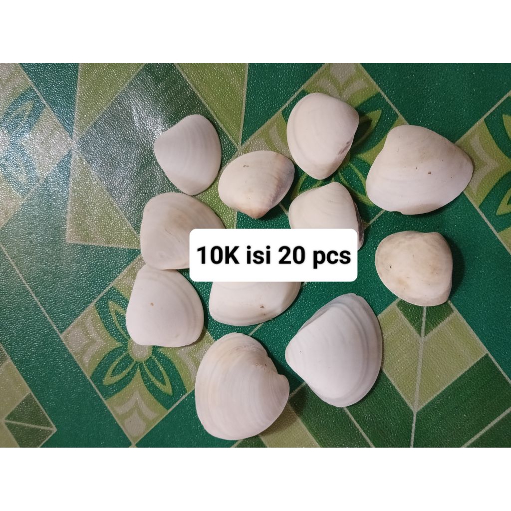 kerang putih untuk hiasan meja, akuarium dan lainnya