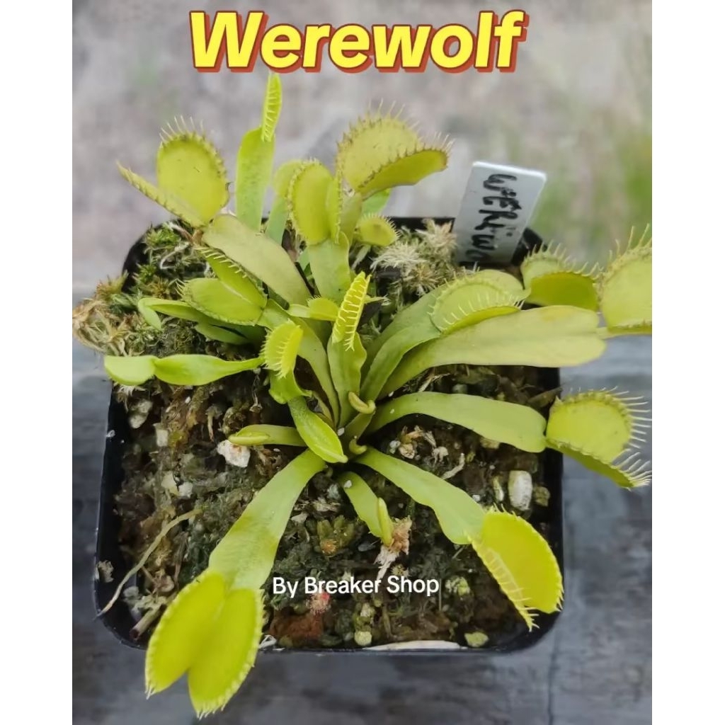 VFT Venus Flytrap Werewolf lokal