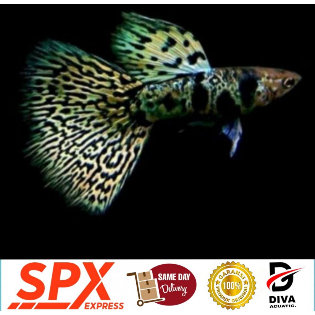 Hiasan aquarium - ytkc (yellow Tiger king cobra)