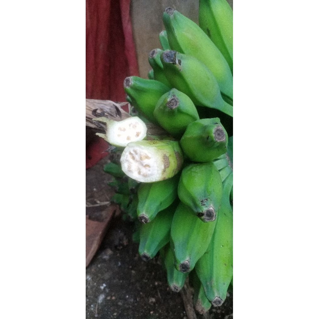 

terlaris pisang klutuk/ batu muda 1 sisir