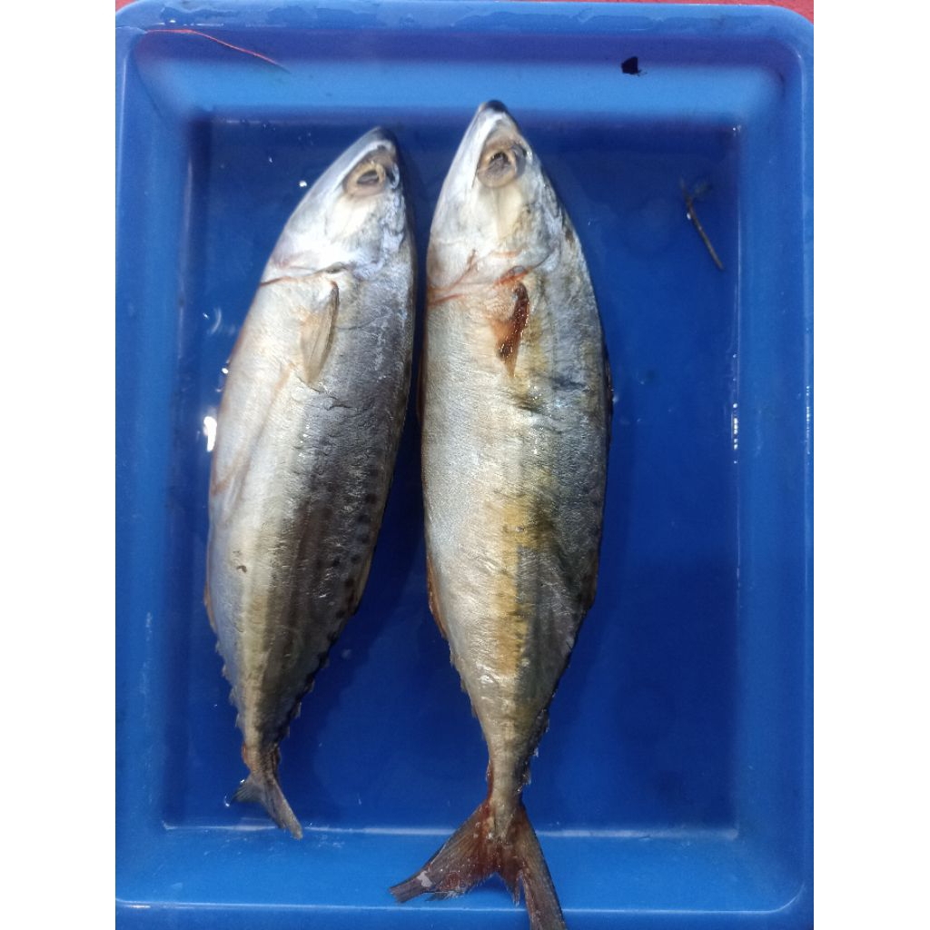 

ikan kembung banjar