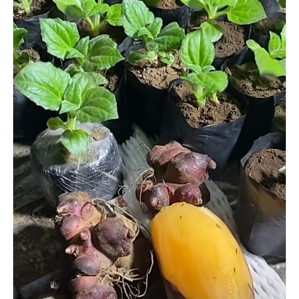 Bibit Ubi Yakon Insulin