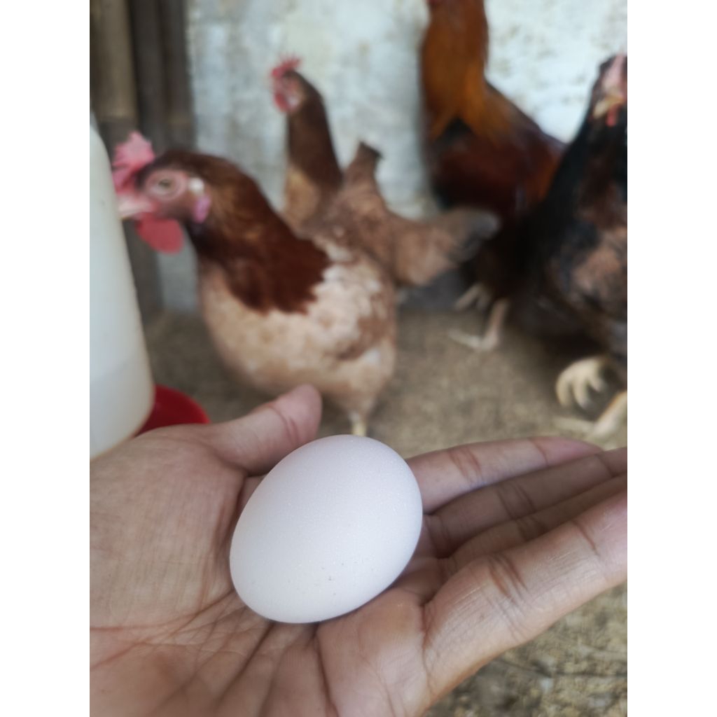 

Telor Fertil ayam kampung Unggul