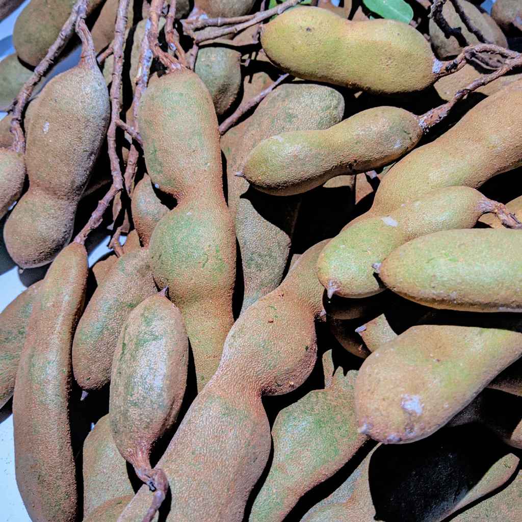 

Asam Jawa Segar 1 KG | Fresh dari Kebun | Untuk Bumbu, Sayur Asem, Sambal, dan Minuman Sehat