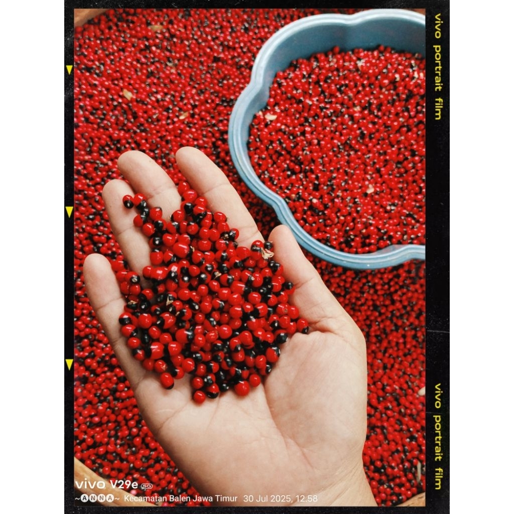 

sogok tunteng/biji saga rambat kualitas premium 10 100