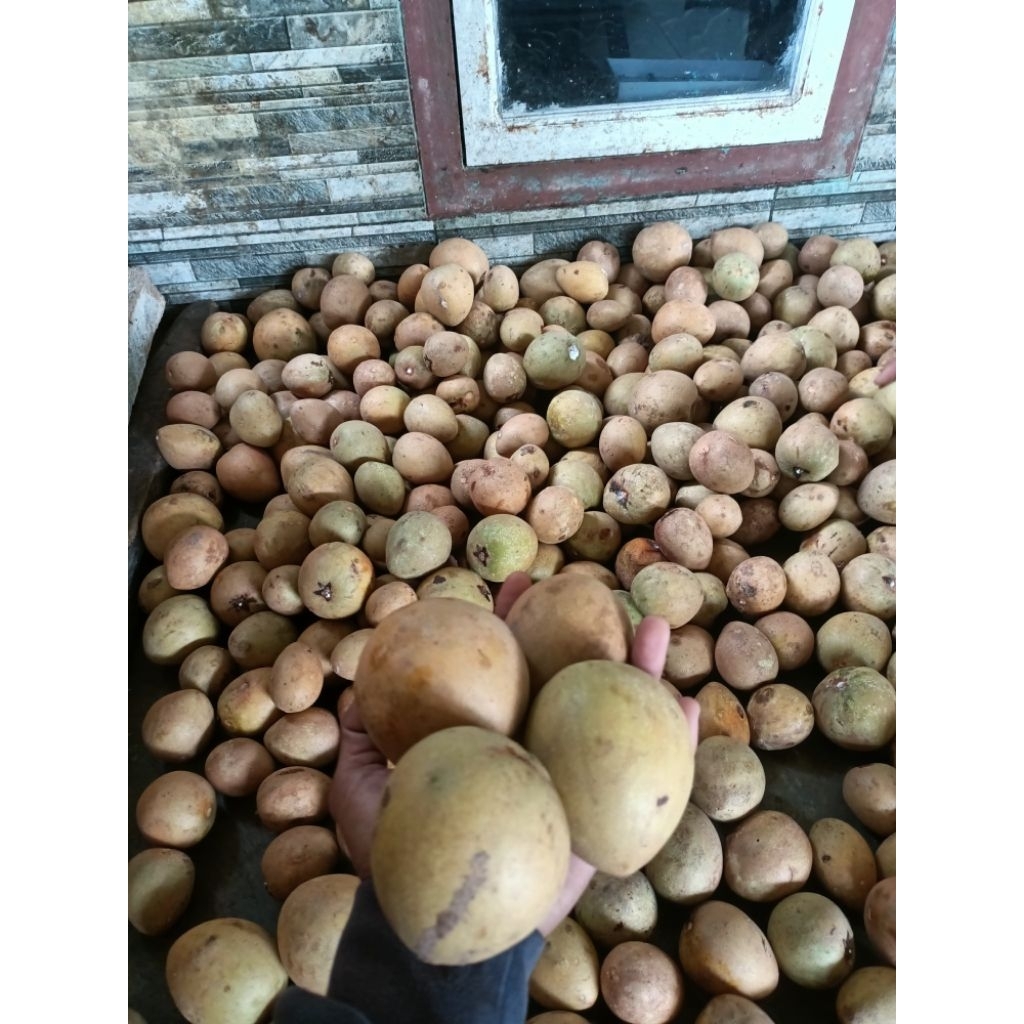 

Sawo Madu Kebun Pangandaran – 1kg Premium