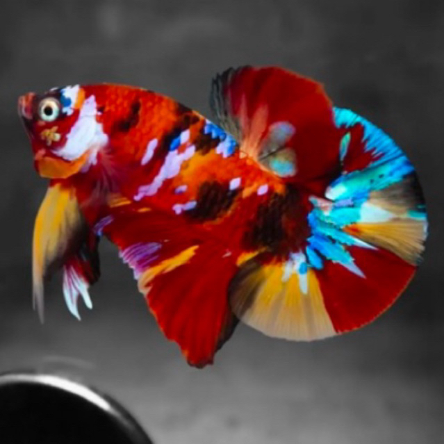 Ikan Cupang Plakat Multicolor bahan top grade