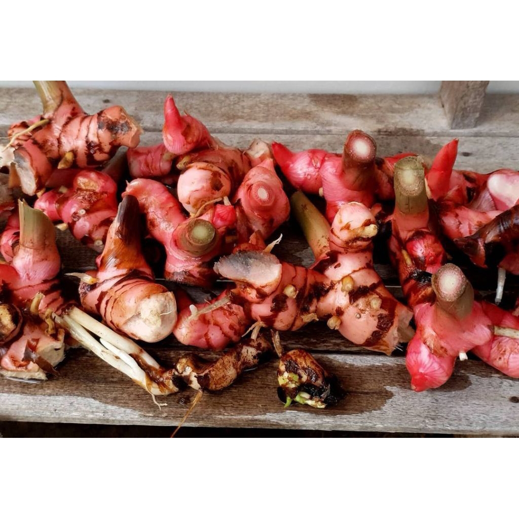 

HEMAT lengkuas merah 1kg atau Laos merah