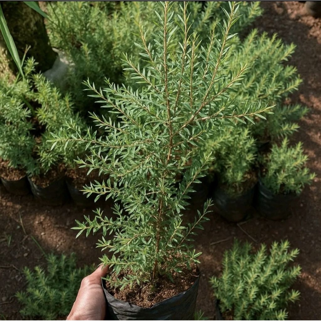 Tanaman kayu putih daun mini (eucalyptus micro)