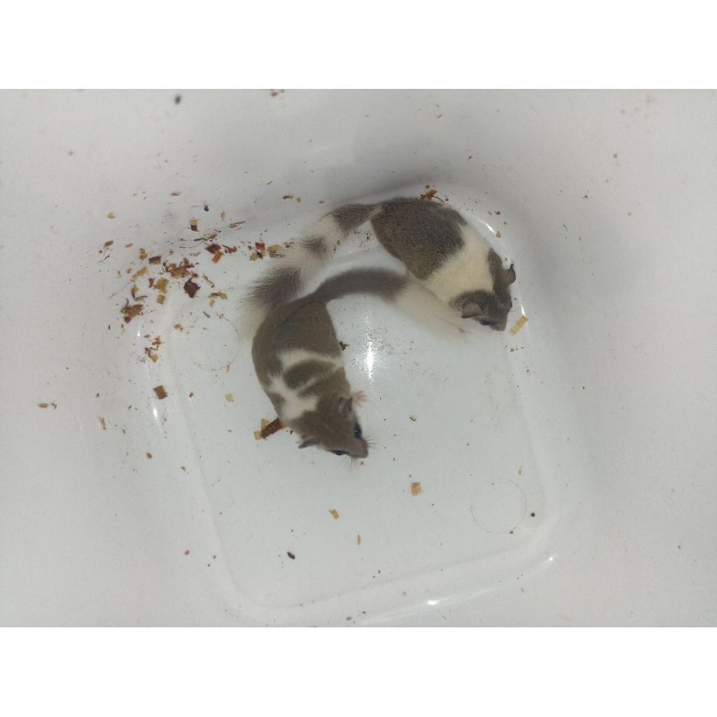 African pygmy dormice MozaSepasang