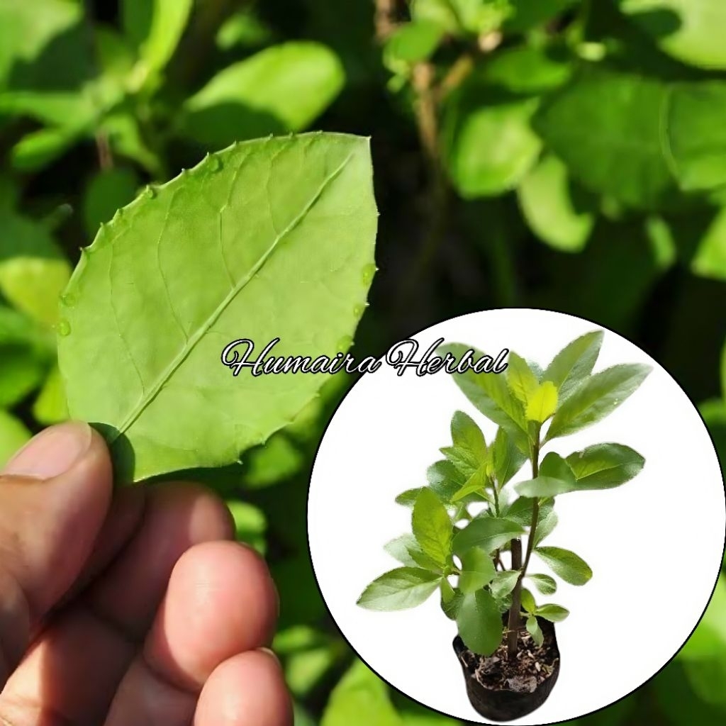 Beluntas Bibit Pohon BELUNTAS Siap Tanam Pohon Obat Herbal