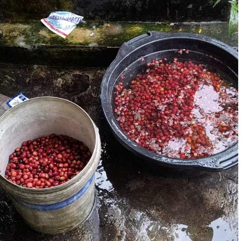 

Grosir Greabean Fine Robusta Temanggung 5 Kg Biji Kopi Mentah